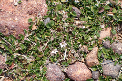 Falkia repens, photograph 2