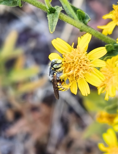 Oblong Woolcarder Bee