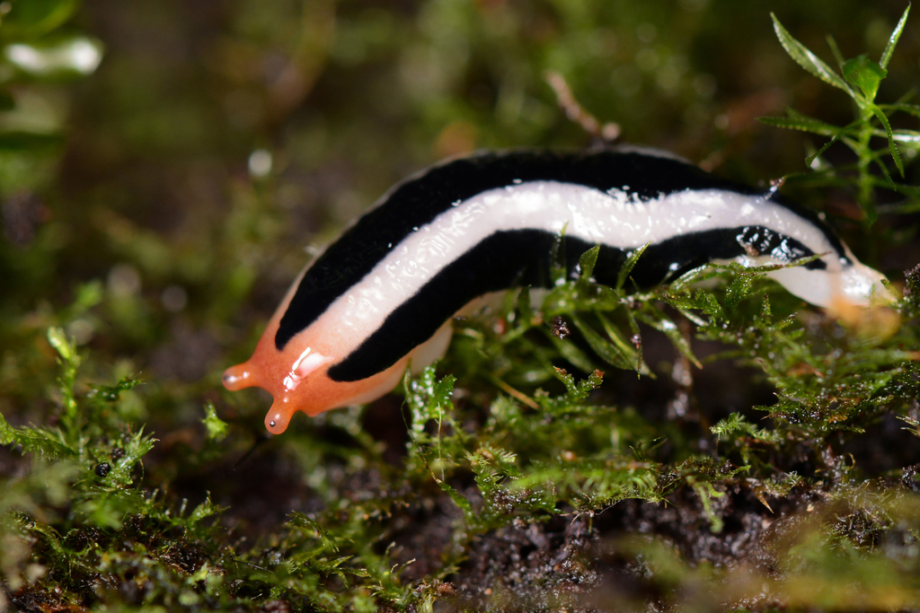 Meghimatium