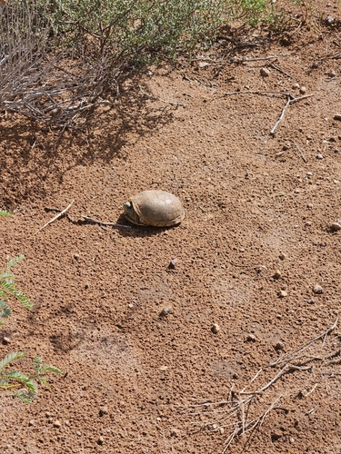 Ornate Box Turtle observed by mcdowell-hsh