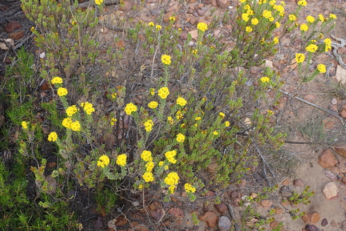 Oedera squarrosa, photograph 6