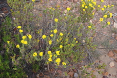 Oedera squarrosa, photograph (c) Karen Eichholz, some rights reserved (CC BY)