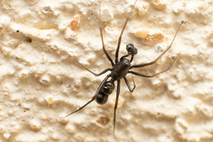 Neriene furtiva