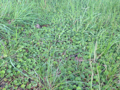 Dichondra donelliana