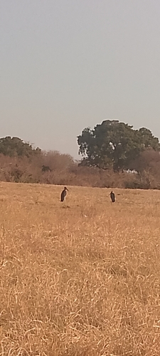 Marabou Stork