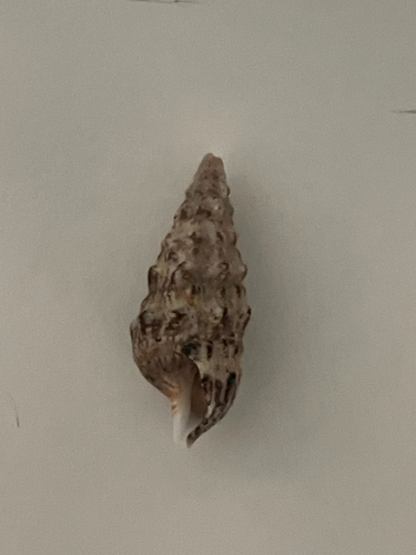 Horn Shell