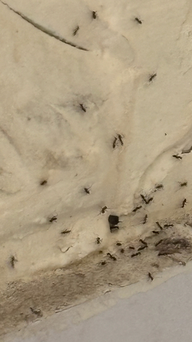Longhorn Crazy Ant