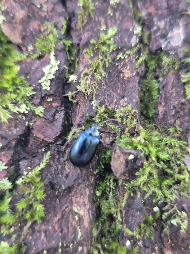 Alder Leaf Beetle