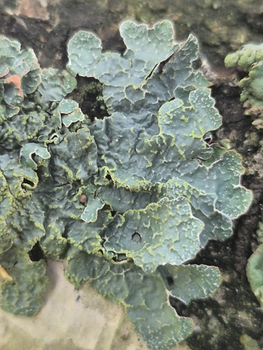 Netted shield lichen