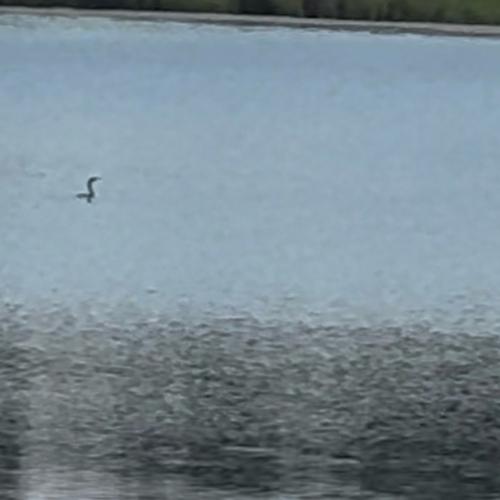 Double-crested Cormorant