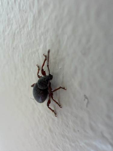 Strawberry Root Weevil