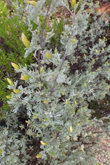 Pteronia incana, photograph (c) Karen Eichholz, some rights reserved (CC BY)