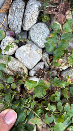 Knot Grass Moth