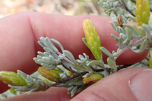 Pteronia incana, photograph 6