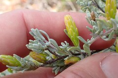 Pteronia incana, photograph (c) Karen Eichholz, some rights reserved (CC BY)