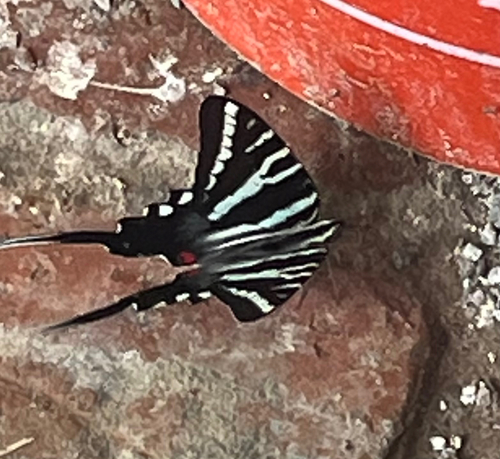 Zebra Swallowtail