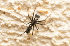 Neriene furtiva