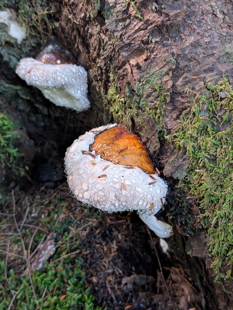 Northern Red Belt · August 2026 · photo: Photo: no rights reserved · iNaturalist