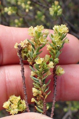 Clutia polifolia (Clutia polifolia)