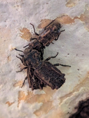 Eastern Ironclad Beetle