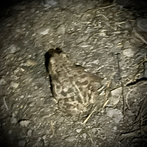 iNaturalist observation photo of Western Toad