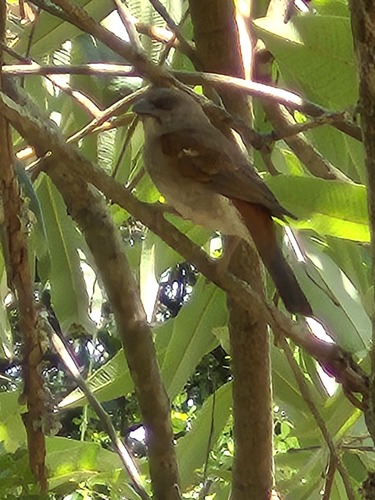 Northern Grey-headed Sparrow
