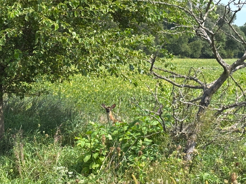 iNaturalist observation photo of White-tailed Deer
