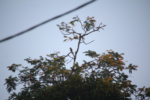 Lineated Barbet