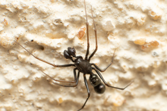 Neriene furtiva