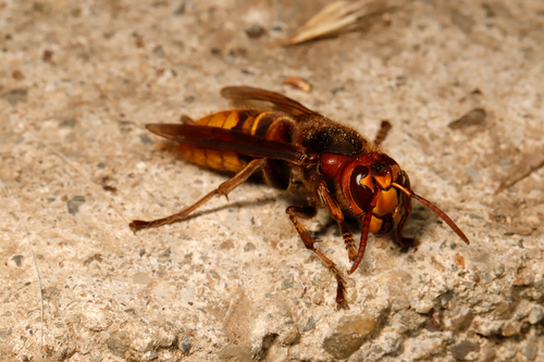 European Hornet
