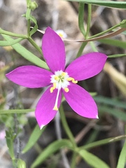 Zeltnera calycosa