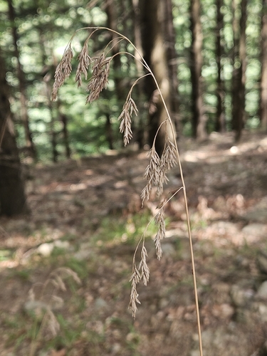 Festuca drymeja observed 2026-08-29