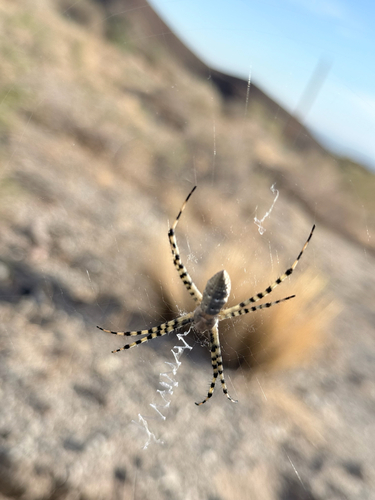 Banded Garden Spider