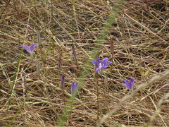 Brodiaea terrestris kernensis