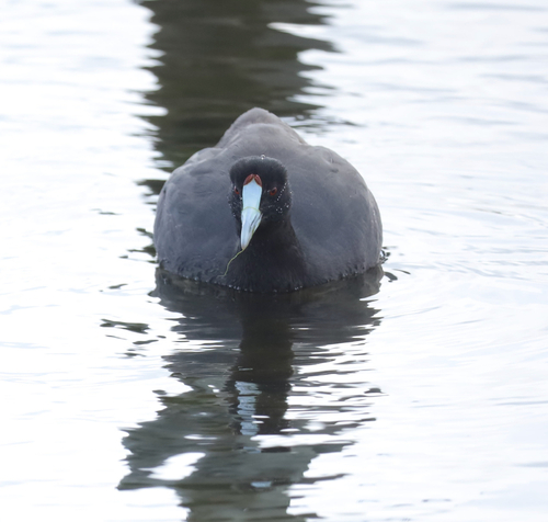 iNaturalist image