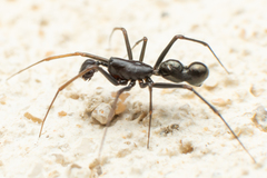 Neriene furtiva