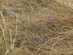 Brodiaea terrestris kernensis