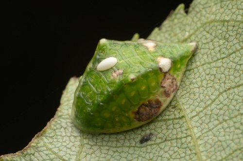 Skiff Moth photo 6