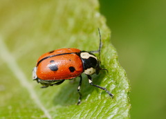 Cryptocephalus octopunctatus