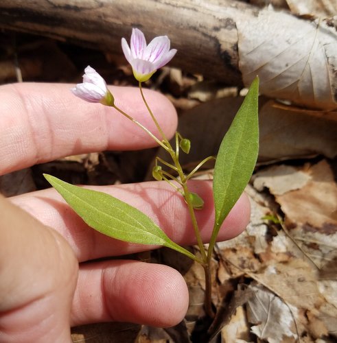 Carolina Springbeauty