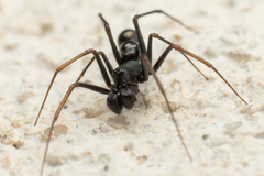 Neriene furtiva
