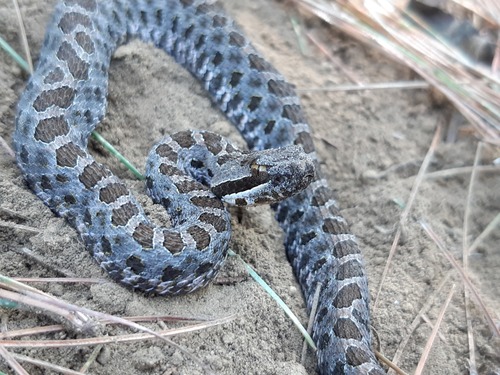 Mexican Dusky Rattlesnake