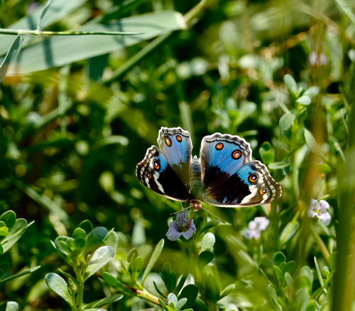 Blue Pansy