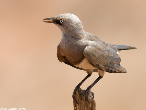 Fischer's Starling