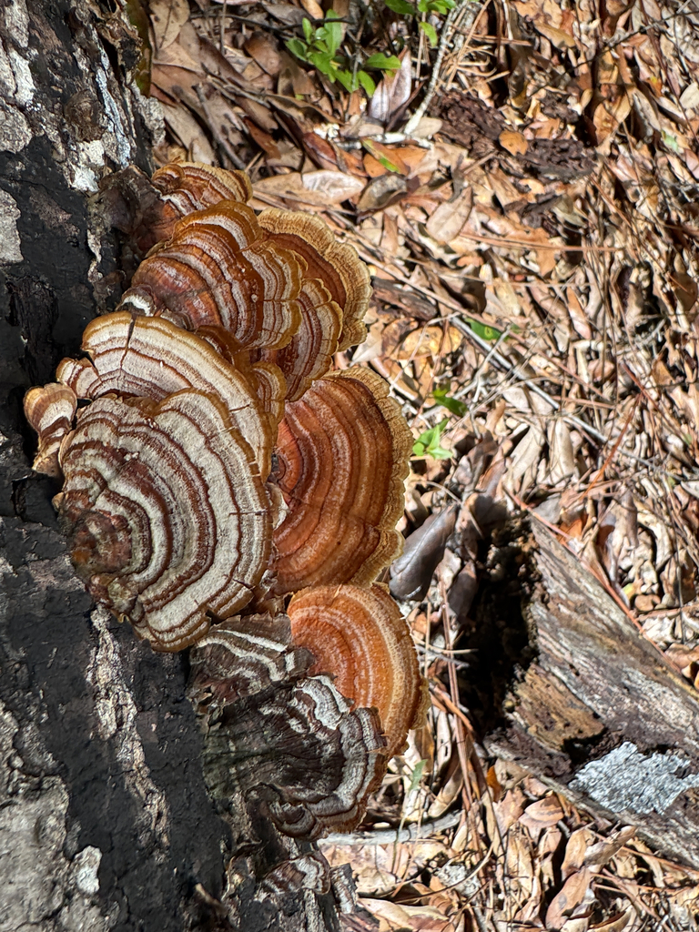 False Turkeytail · August 2026 · photo: Photo: no rights reserved · iNaturalist