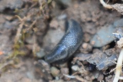 Arion fasciatus