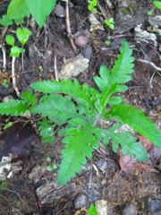 Aureolaria pedicularia