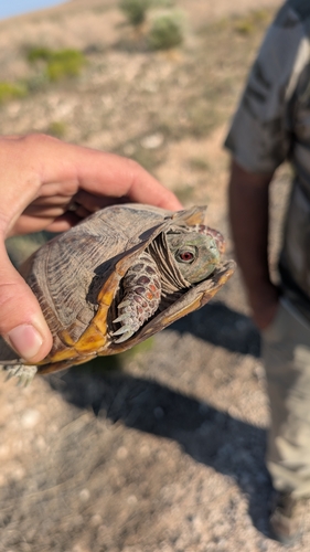 Ornate Box Turtle observed by trevorwallin