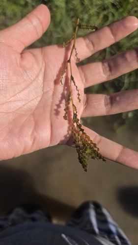 Curly-leaf Pondweed