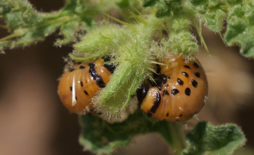 Colorado Potato Beetle